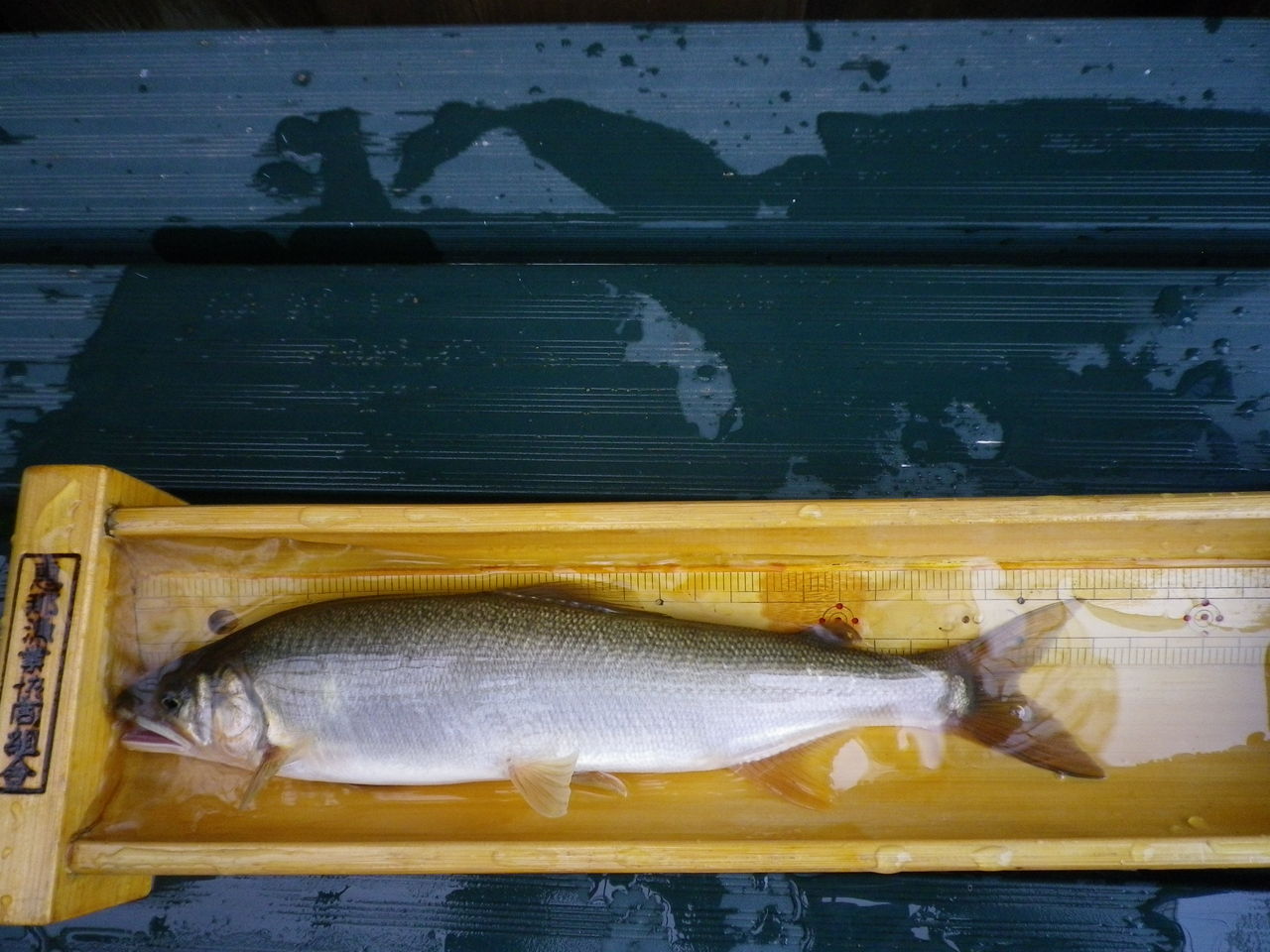 釣り具のしず業務連絡ブログ