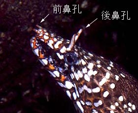 魚の鼻