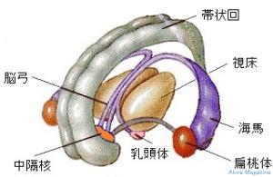 大脳辺縁系