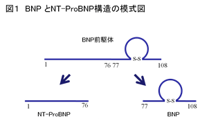 bnp