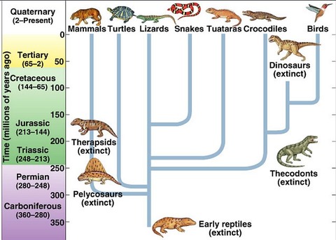 Reptiles