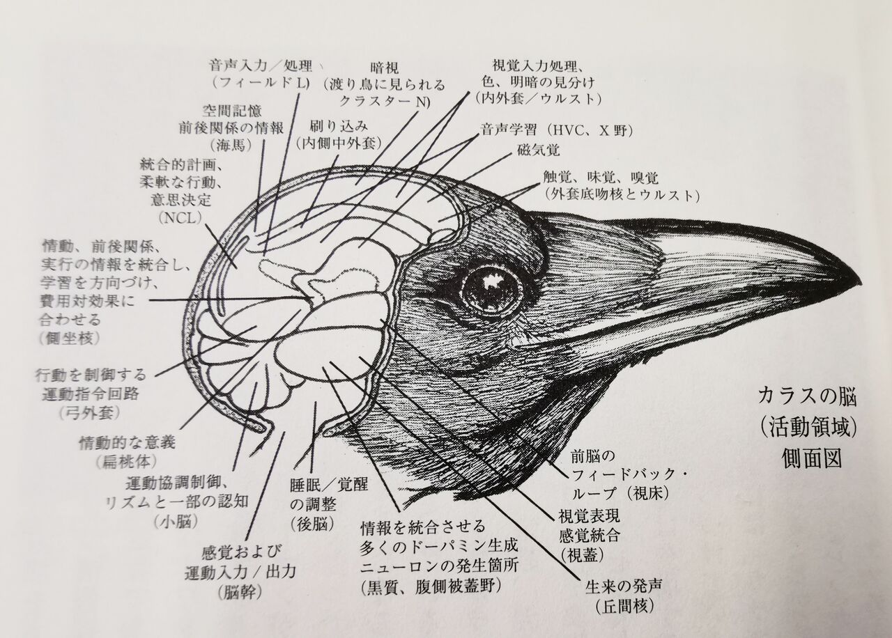 鳥 トリ こそ霊長類と呼ぶべき 鈴木頌の発言 国際政治 歴史 思想 医療 音楽 鳥 トリ こそ霊長類と呼ぶべき 鈴木頌の発言 国際政治 歴史 思想 医療 音楽