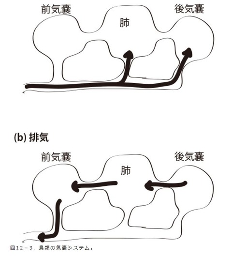 気囊 図