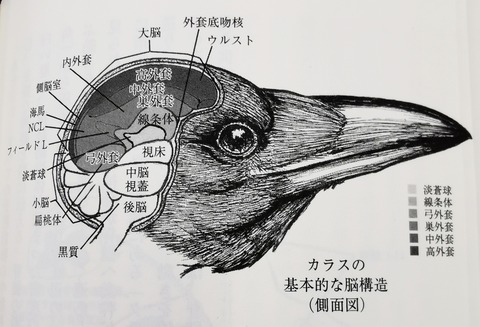 カラス基本脳構造