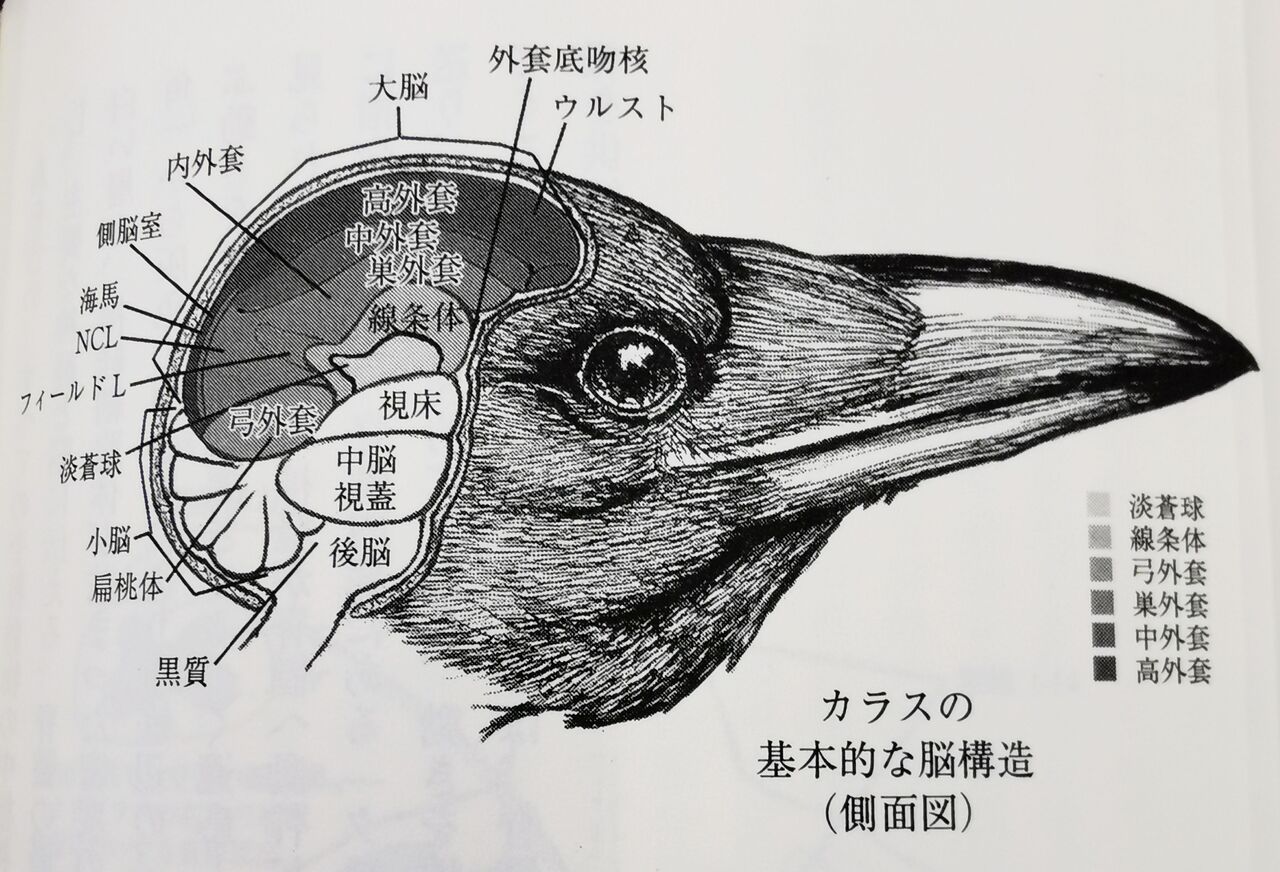 鳥 トリ こそ霊長類と呼ぶべき 鈴木頌の発言 国際政治 歴史 思想 医療 音楽 鳥 トリ こそ霊長類と呼ぶべき 鈴木頌の発言 国際政治 歴史 思想 医療 音楽