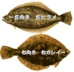 カレイとヒラメ 通俗記事 鈴木頌の発言 国際政治 歴史 思想 医療 音楽