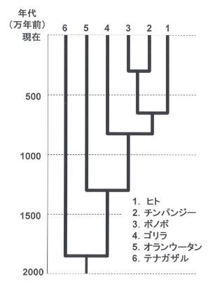 類人猿DNA分岐