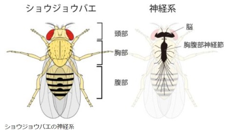 ショウジョウバエ