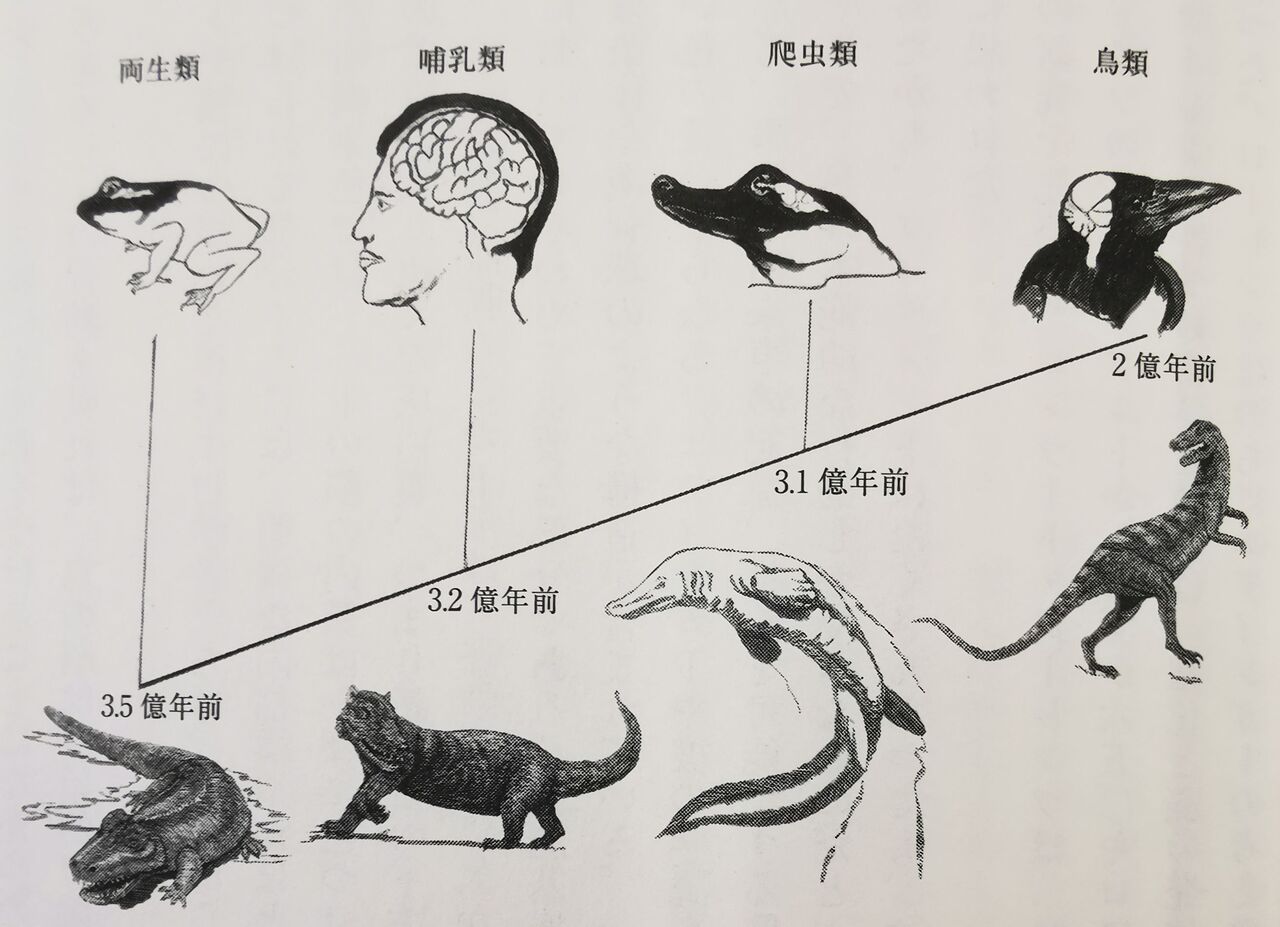 単弓類
