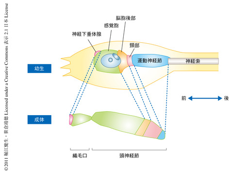 ホヤの中枢神経系