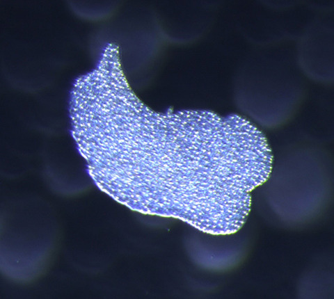 hiramusi