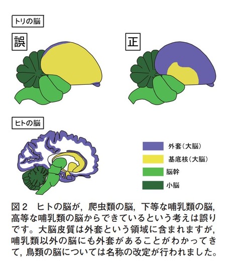 比較神経科学1