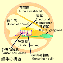 cochlea