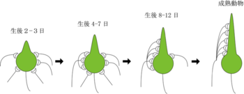 シナプス刈り込み1