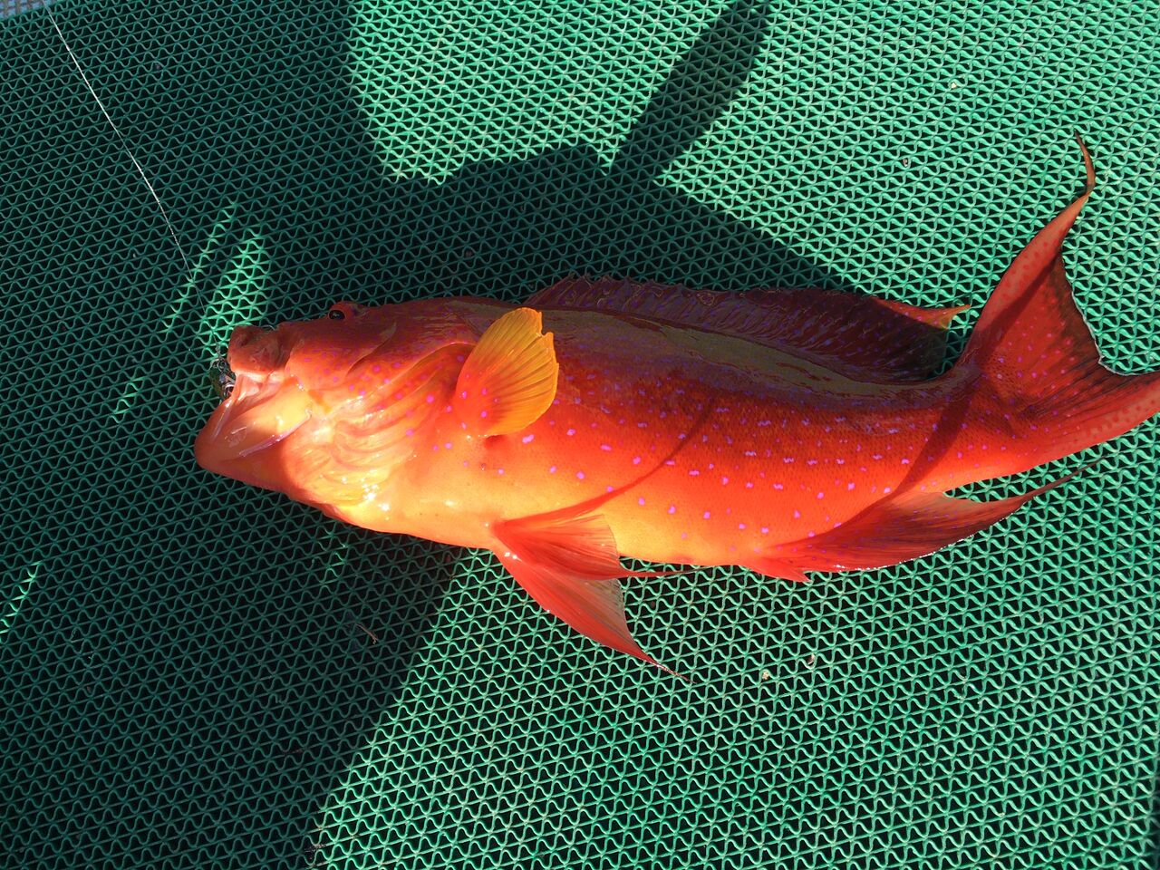 和歌山県の串本沖にオフショアジギングに行ってきました のんびり釣りブログ