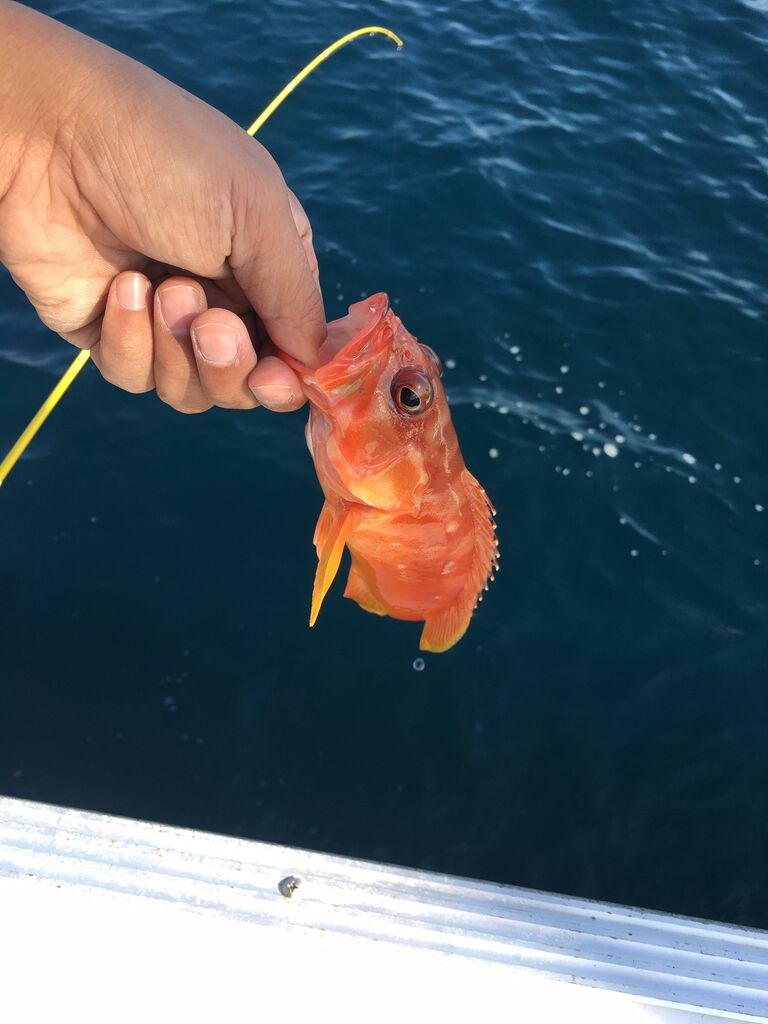 和歌山県の串本沖にオフショアジギングに行ってきました のんびり釣りブログ 和歌山県の串本沖にオフショアジギングに行ってきました のんびり釣りブログ