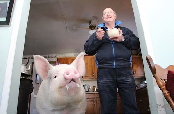 ペット 自宅のミニブタが巨大化 普通のブタ超え300キロに 飼い主あぜん 画像あり ダラ速 2ちゃんねるまとめ