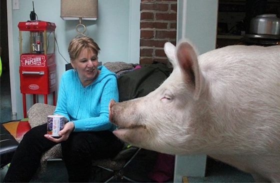 ペット 自宅のミニブタが巨大化 普通のブタ超え300キロに 飼い主あぜん 画像あり ダラ速 2ちゃんねるまとめ