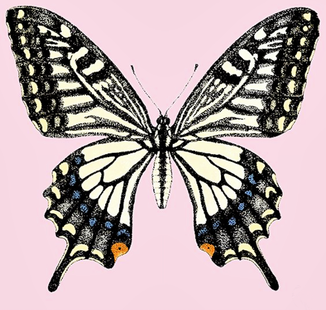 愛の嵐 再考察part 5 蝶 山口百恵 祭典の日々