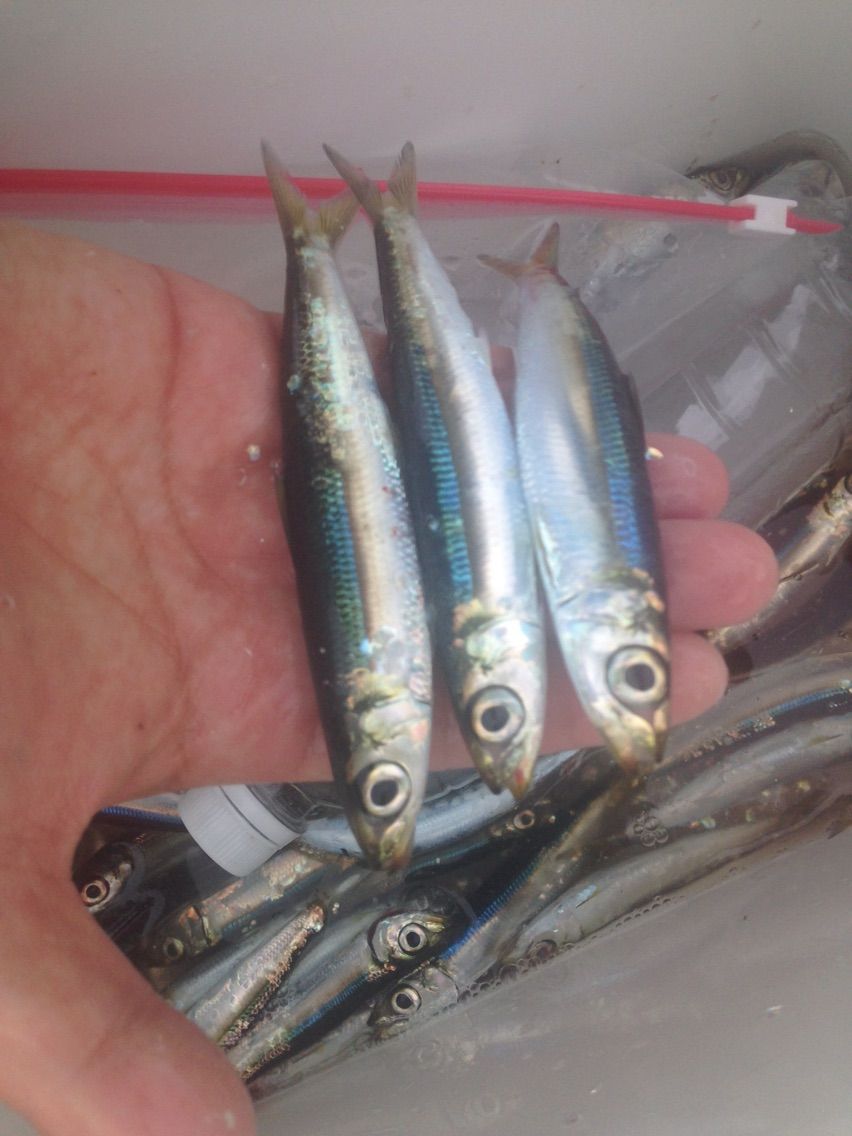 16 09 14 平日の豊浜漁港にて 釣った魚を捌いて食べるブログ 16 09 14 平日の豊浜漁港にて 釣った魚を捌いて食べるブログ