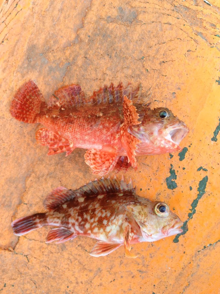 17 02 12 師崎沖カサゴ釣り 釣った魚を捌いて食べるブログ