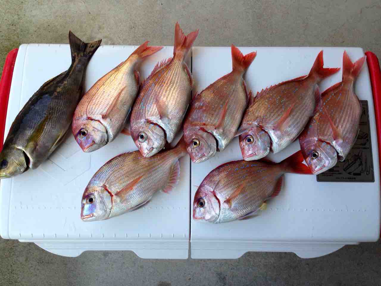 伊勢湾産チダイ料理編 釣った魚を捌いて食べるブログ