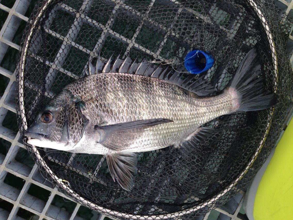 16 09 14 平日の豊浜漁港にて 釣った魚を捌いて食べるブログ 16 09 14 平日の豊浜漁港にて 釣った魚を捌いて食べるブログ