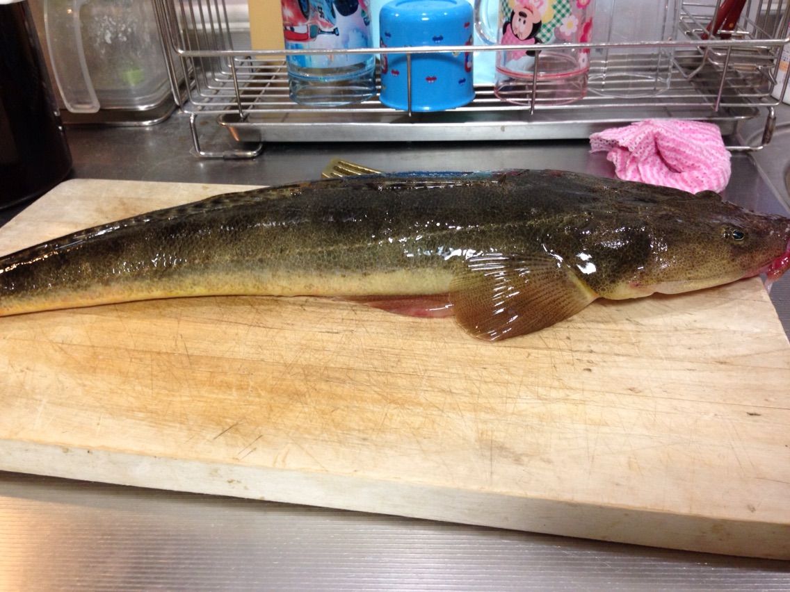 師崎産マゴチ料理編 釣った魚を捌いて食べるブログ 師崎産マゴチ料理編 釣った魚を捌いて食べるブログ