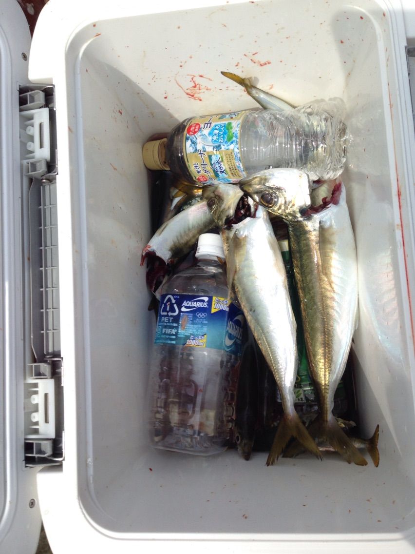 16 08 11知多ボート釣り 釣った魚を捌いて食べるブログ