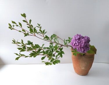 紫陽花の水揚げ しょうけい花倶楽部