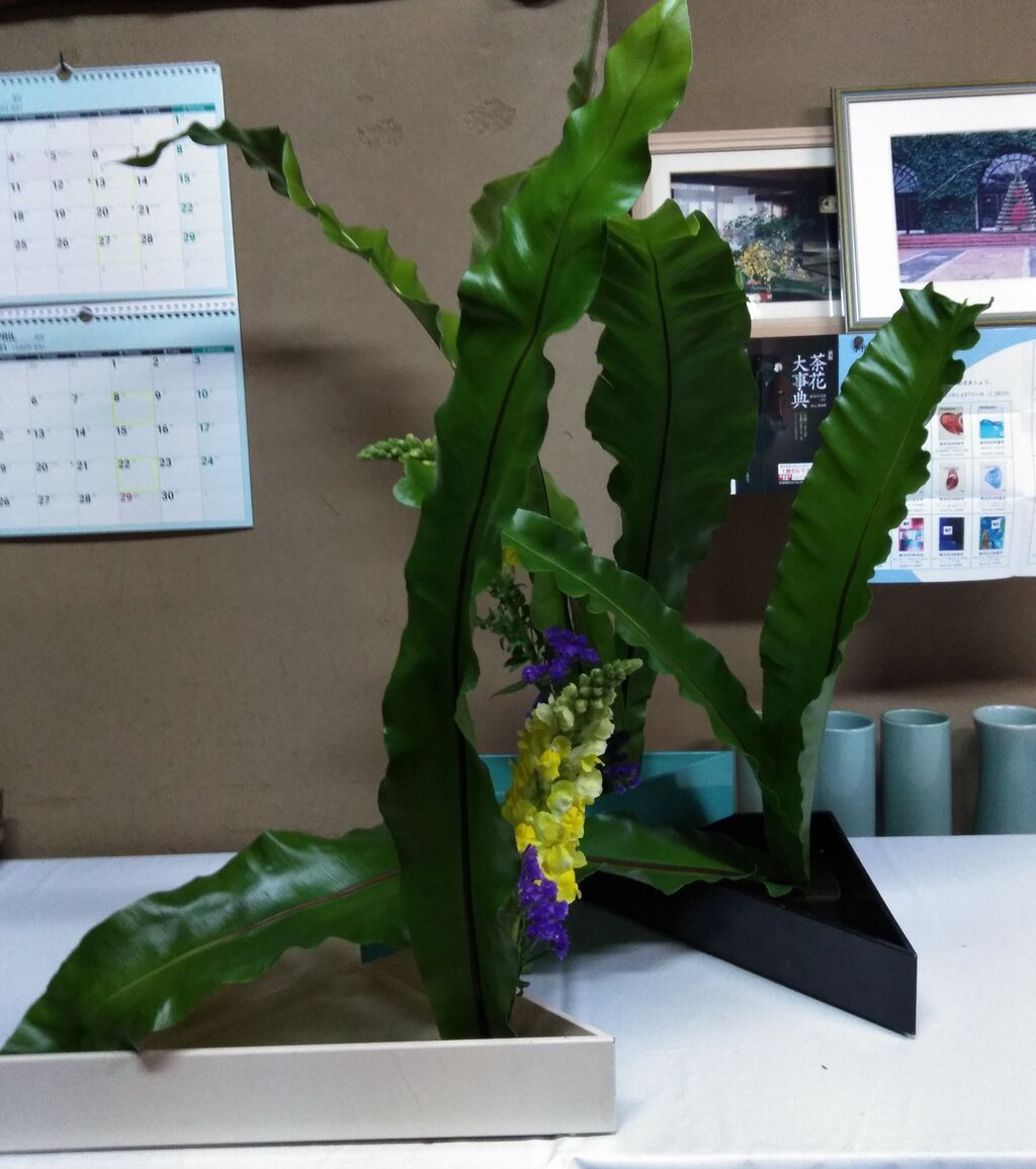 たにわたり で南国風 しょうけい花倶楽部
