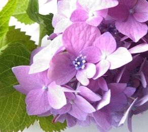 紫陽花の水揚げ しょうけい花倶楽部