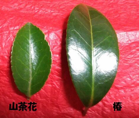 山茶花と椿 : しょうけい花倶楽部