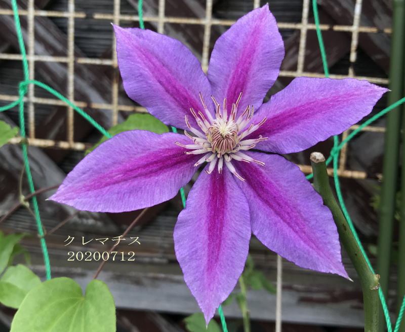 いろんなお花を見つけながら ぽぽーの日記 いろんなお花を見つけながら ぽぽーの日記