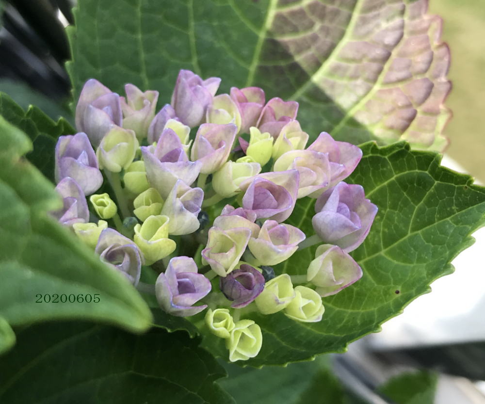 可愛いです 紫陽花 ぽぽーの日記 可愛いです 紫陽花 ぽぽーの日記