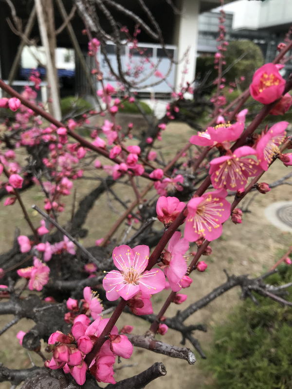 ピンク色の梅の花 ぽぽーの日記
