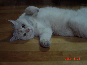 ����ϥ�Х��äơ���