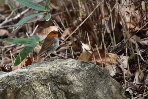 DSC_1306 (3)