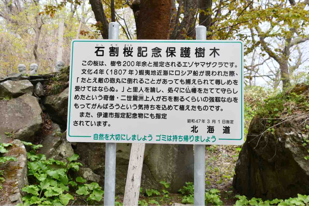 有珠善光寺石割り桜 翔雲徒然日記