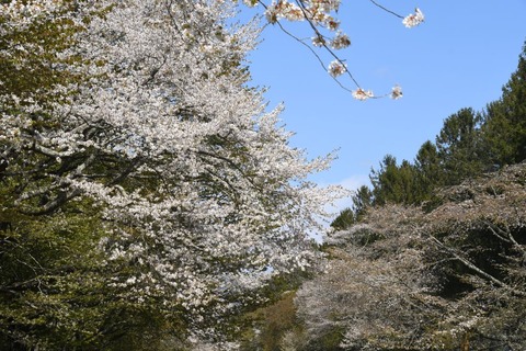 DSC_1921-1