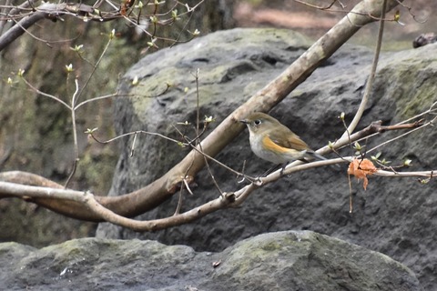 DSC_0688 (3)