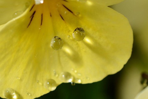 DSC_9398-1
