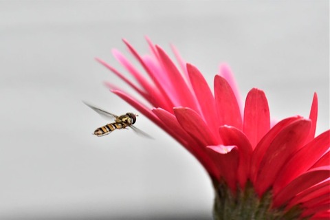 DSC_3557 (2)-1