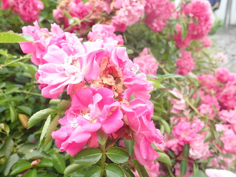 P7160046