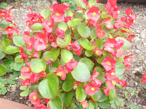 P7160049