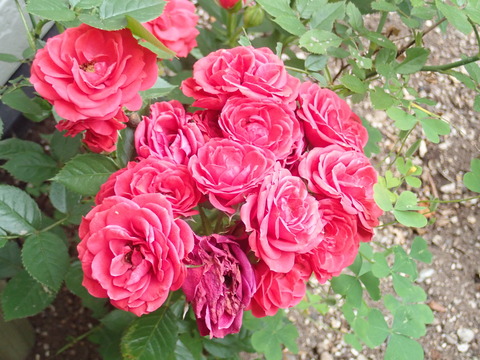 P7160048