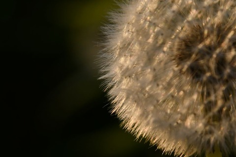 DSC_9436-1