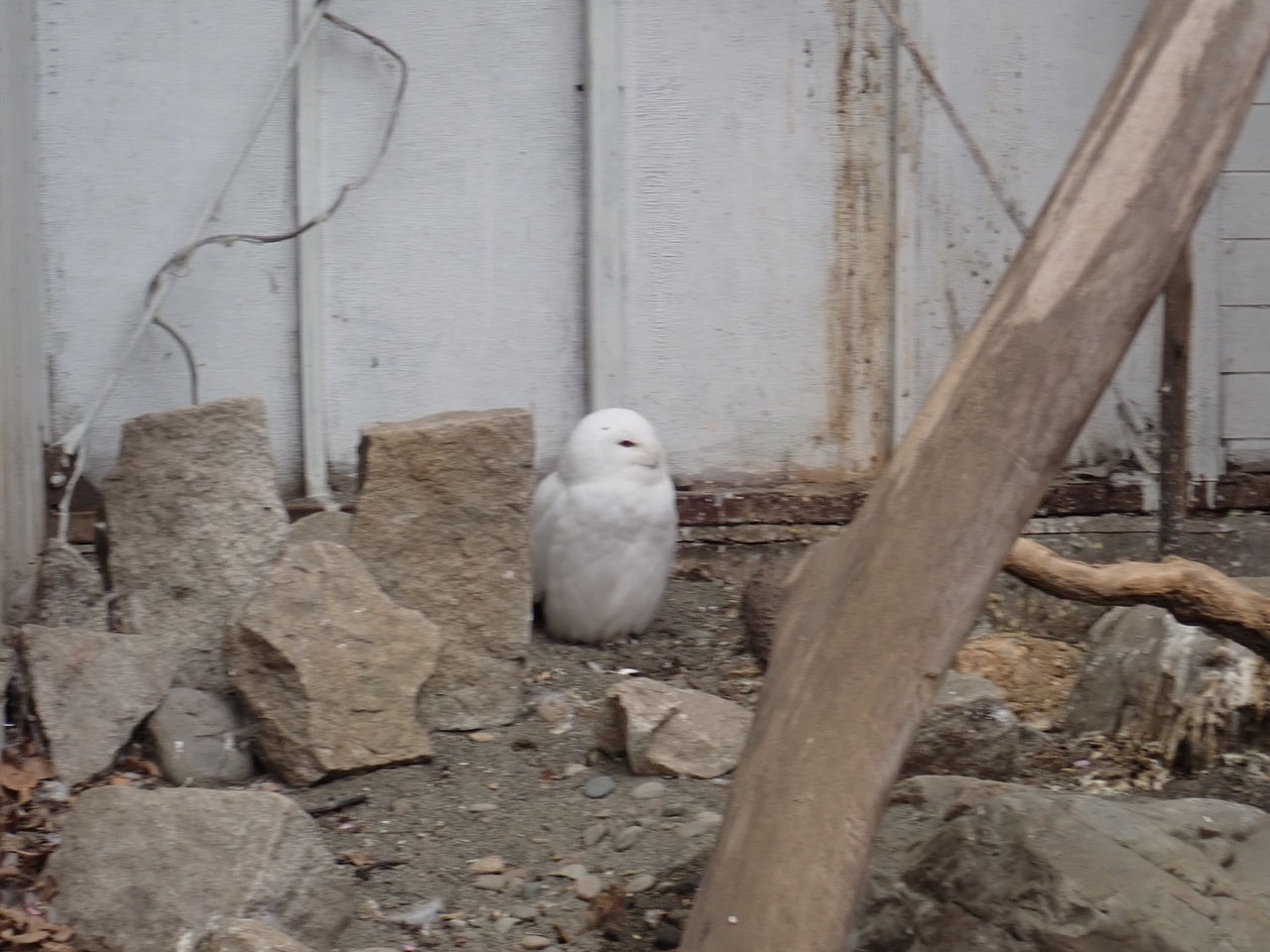 白いフクロウ 翔雲徒然日記