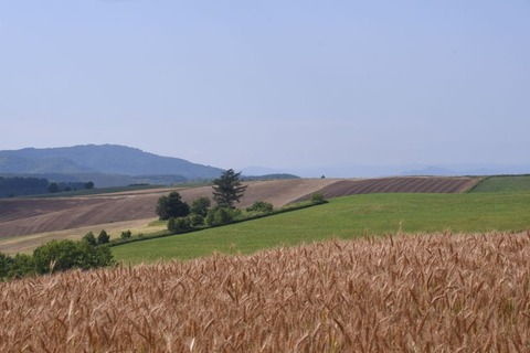 DSC_6438-1