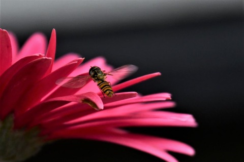 DSC_3511 (2)-1